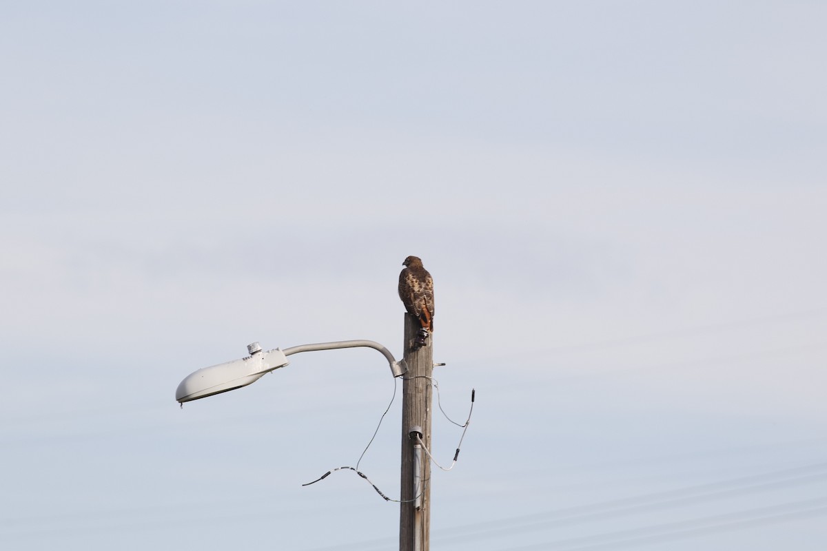 Red-tailed Hawk - ML645265503