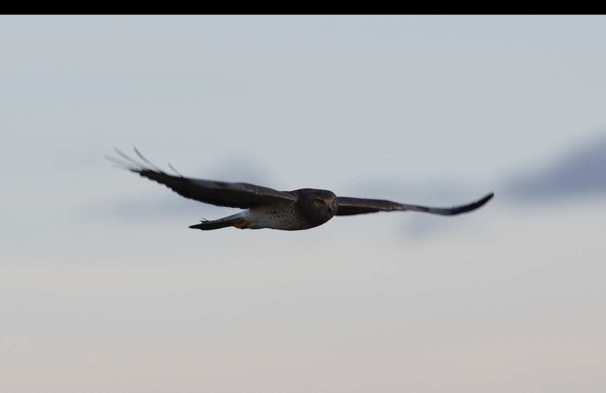 Northern Harrier - ML645265508