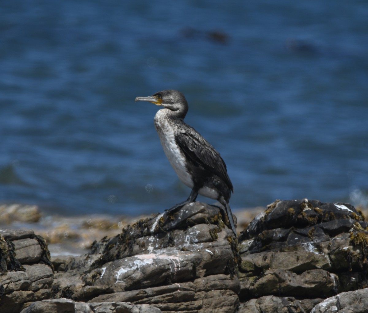 kormorán velký (ssp. lucidus) - ML645265509