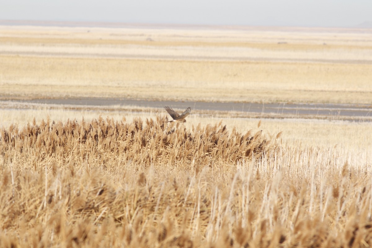 Northern Harrier - ML645265511