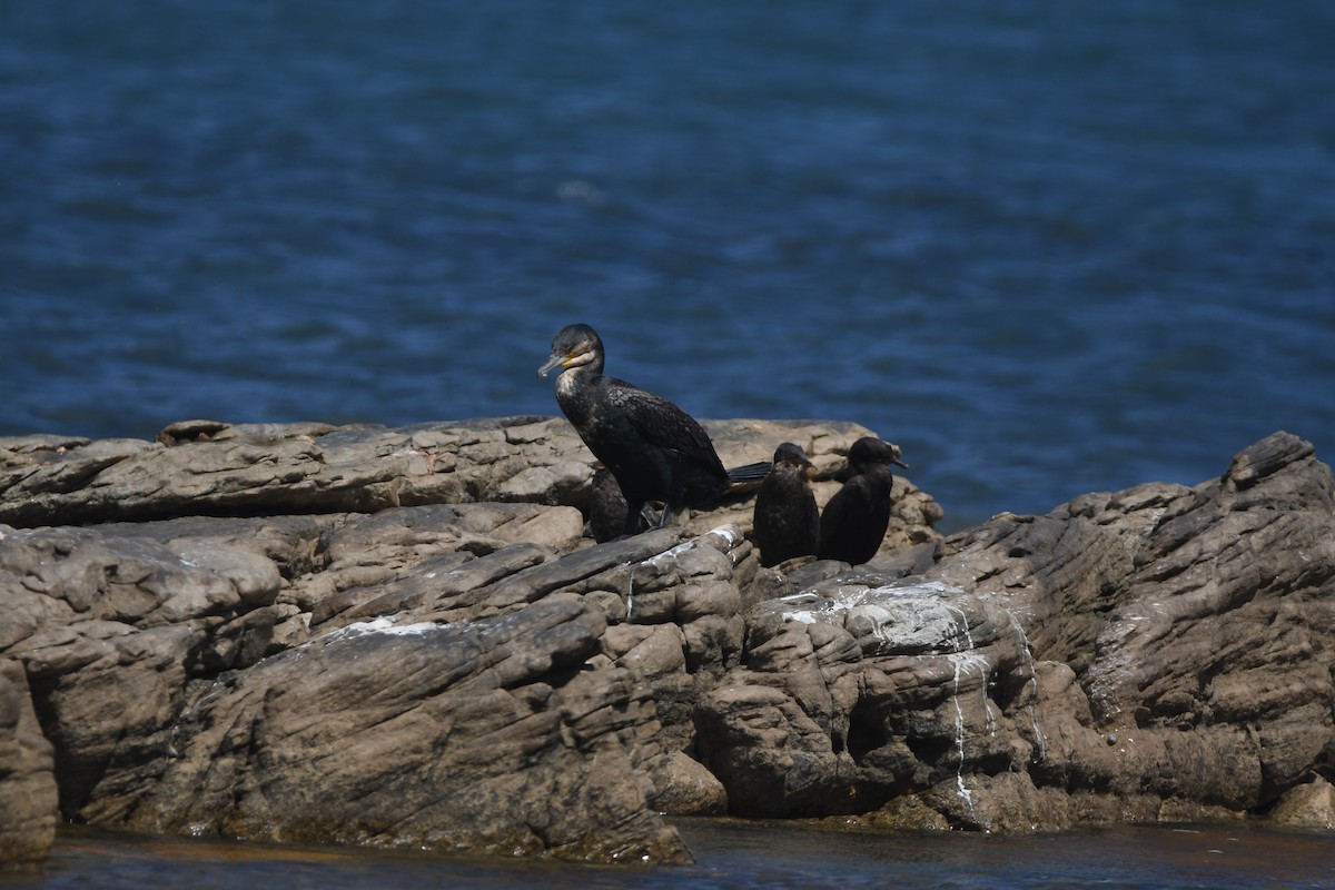 kormorán velký (ssp. lucidus) - ML645265512