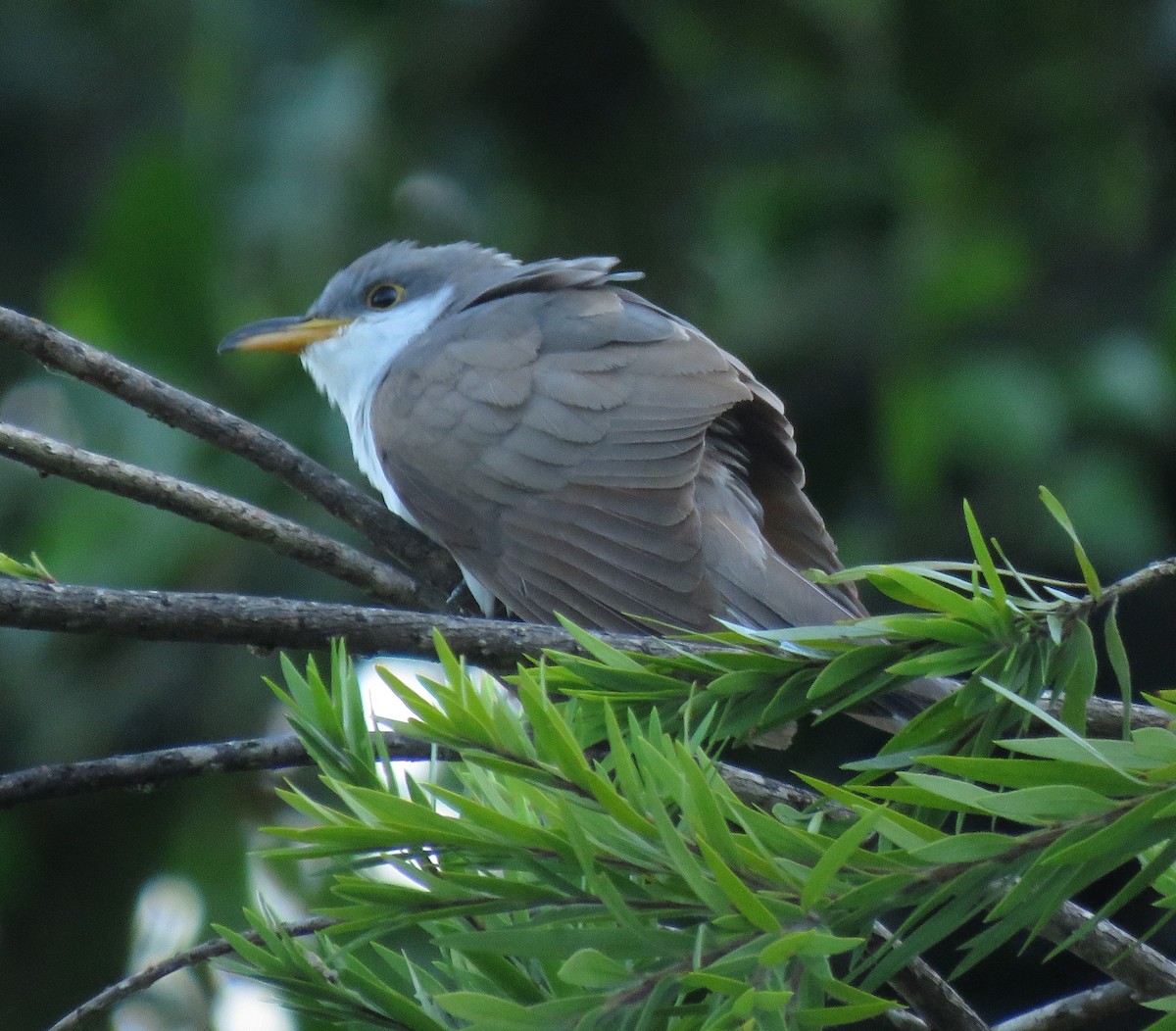 Желтоклювая пиайя - ML645265514