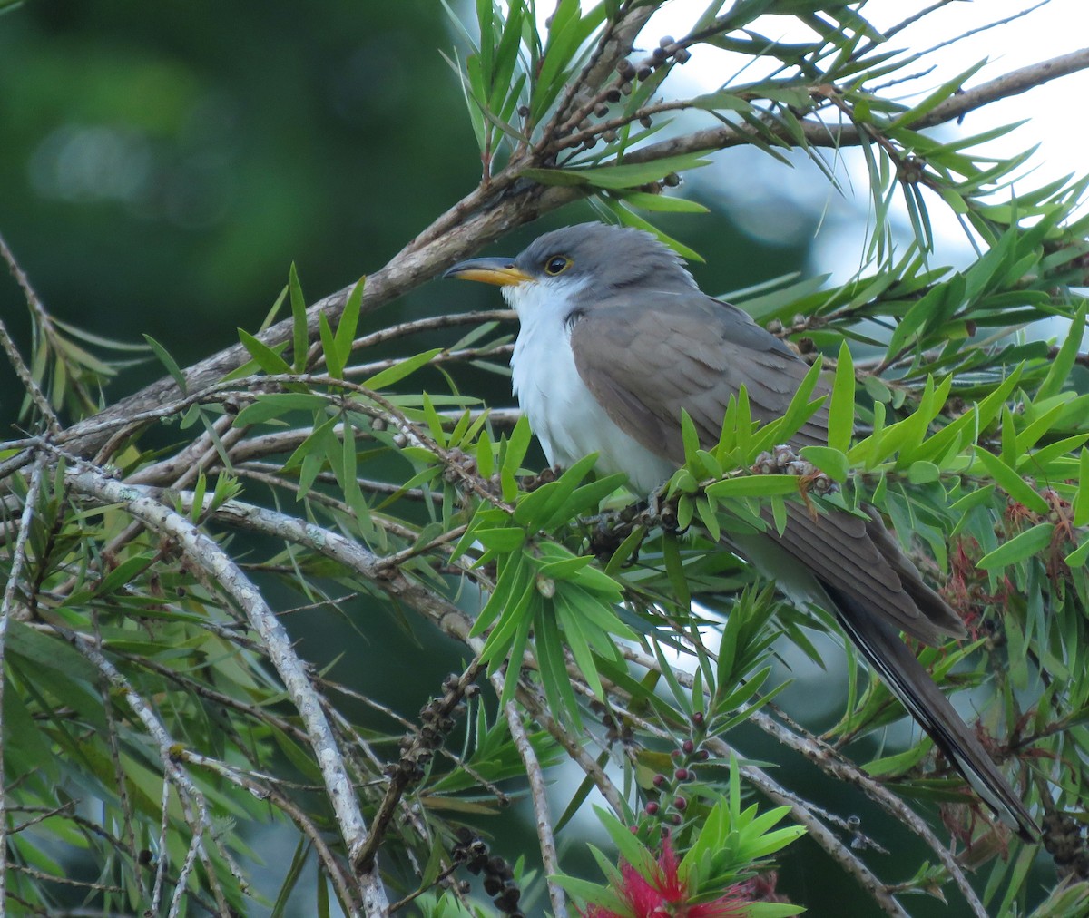Желтоклювая пиайя - ML645265515