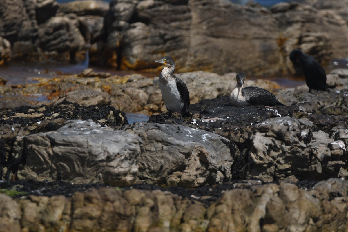 kormorán velký (ssp. lucidus) - ML645265516