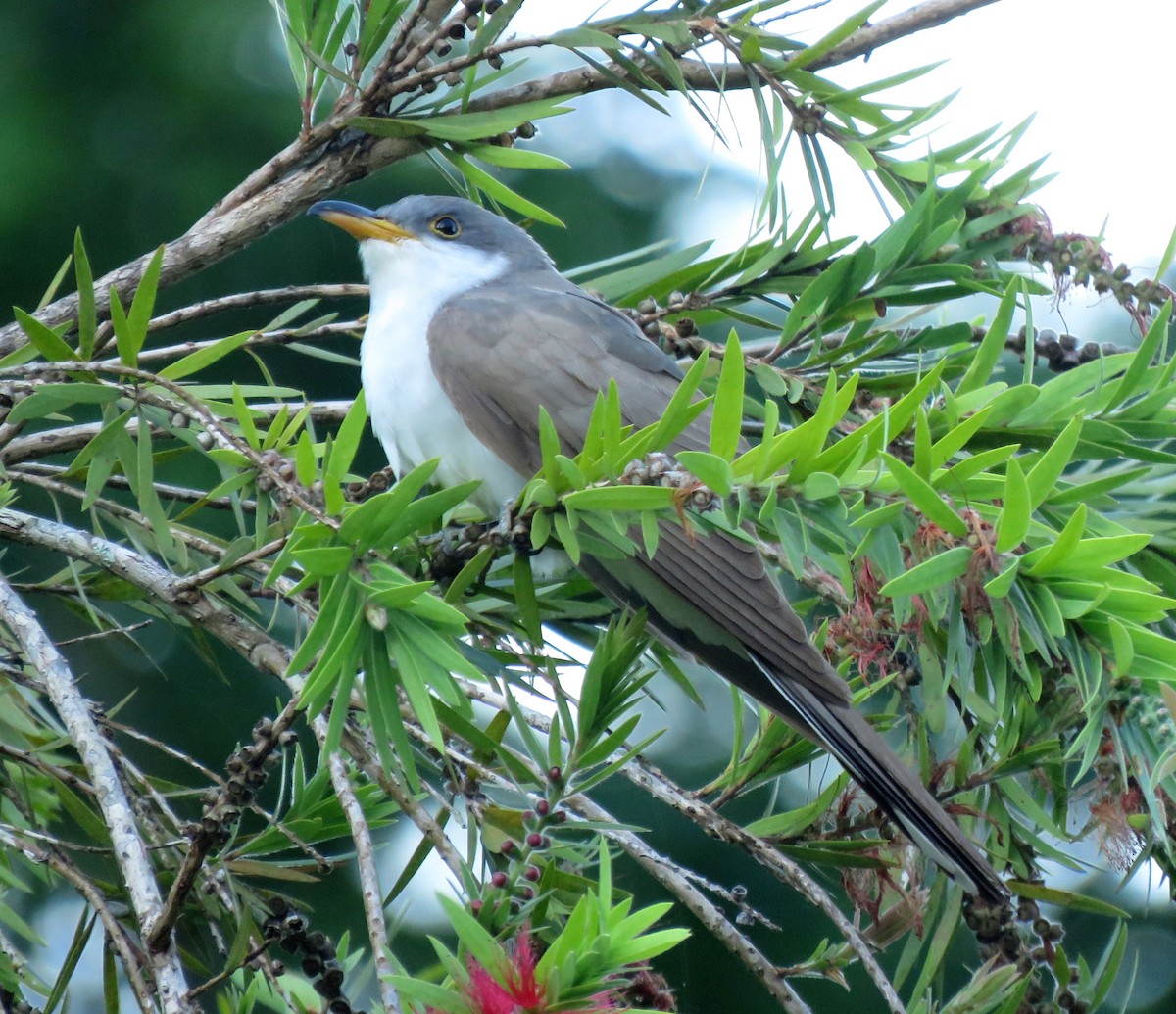 Желтоклювая пиайя - ML645265517