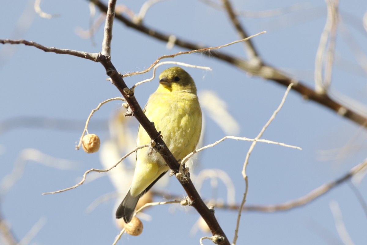 Lesser Goldfinch - ML645265518