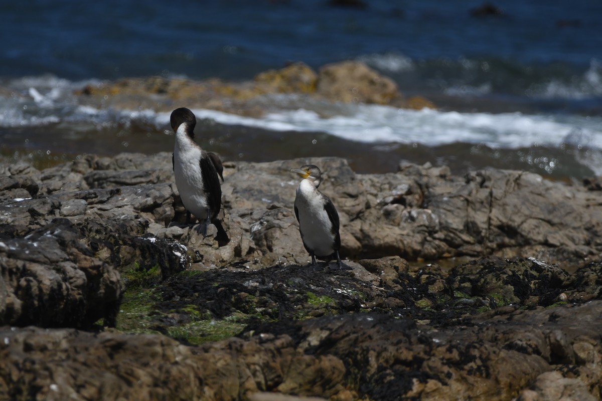 kormorán velký (ssp. lucidus) - ML645265519