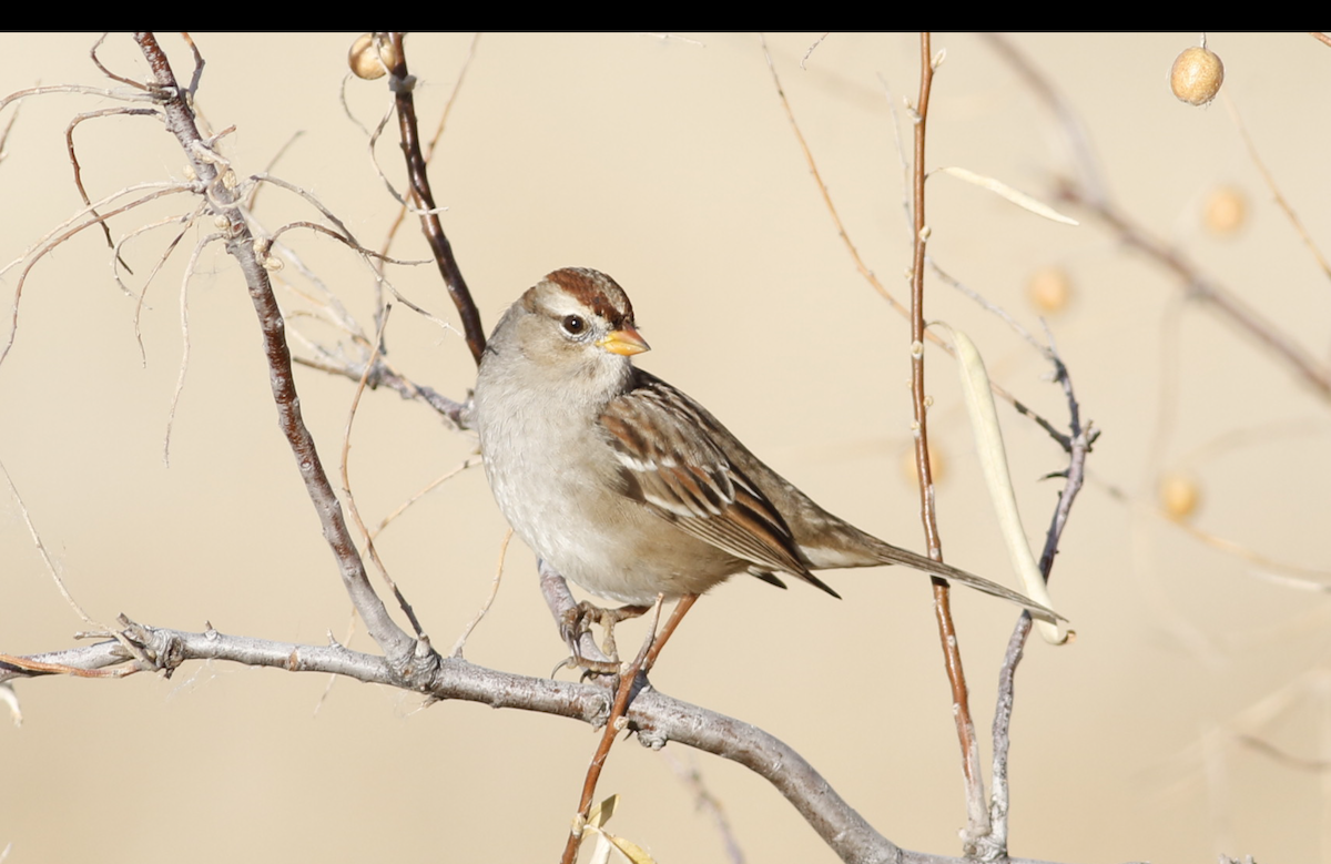 White-crowned Sparrow (Gambel's) - ML645265522