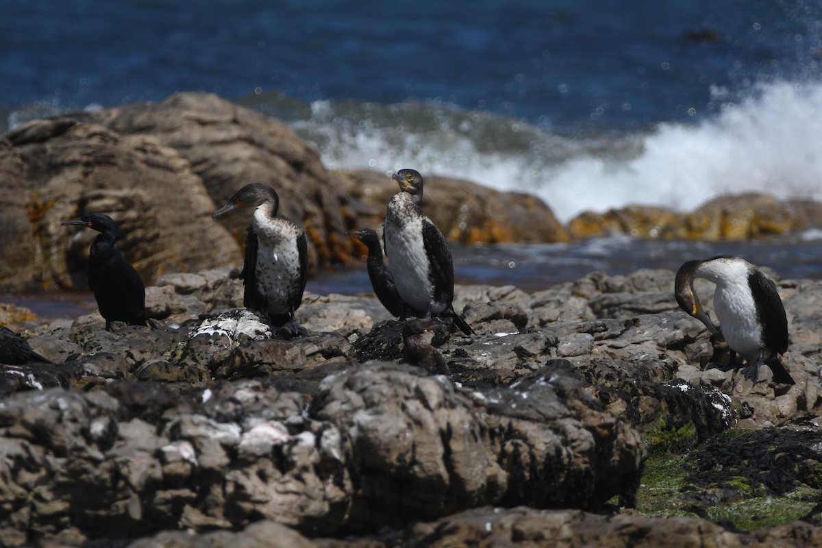 kormorán velký (ssp. lucidus) - ML645265524