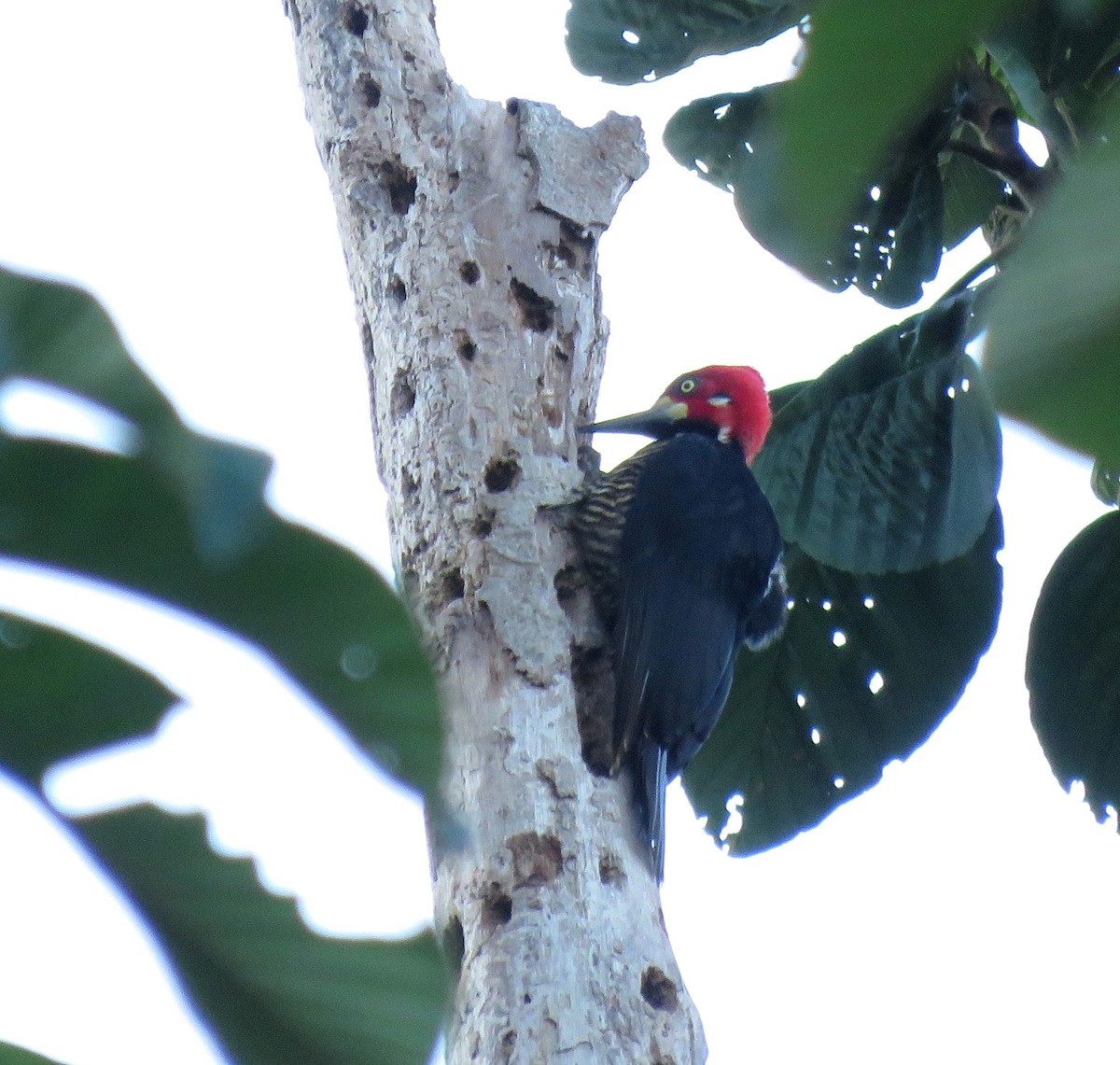 Crimson-crested Woodpecker - ML645265525