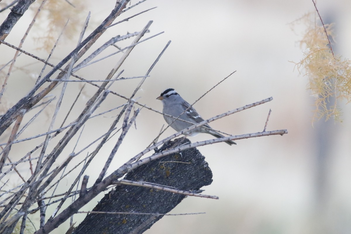 White-crowned Sparrow (Gambel's) - ML645265528
