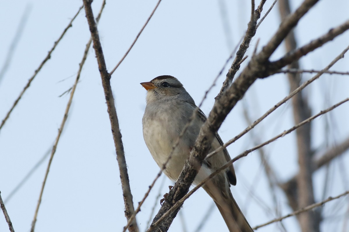 White-crowned Sparrow (Gambel's) - ML645265532