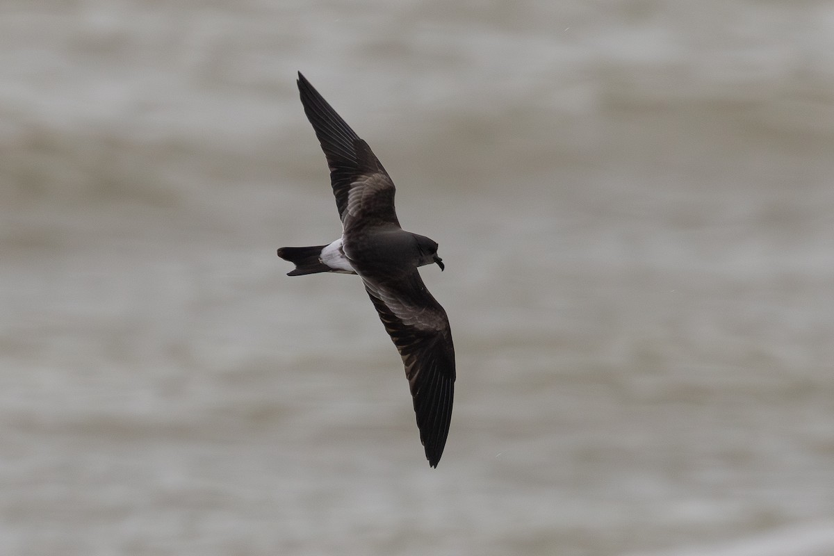 Leach's Storm-Petrel - ML645265547