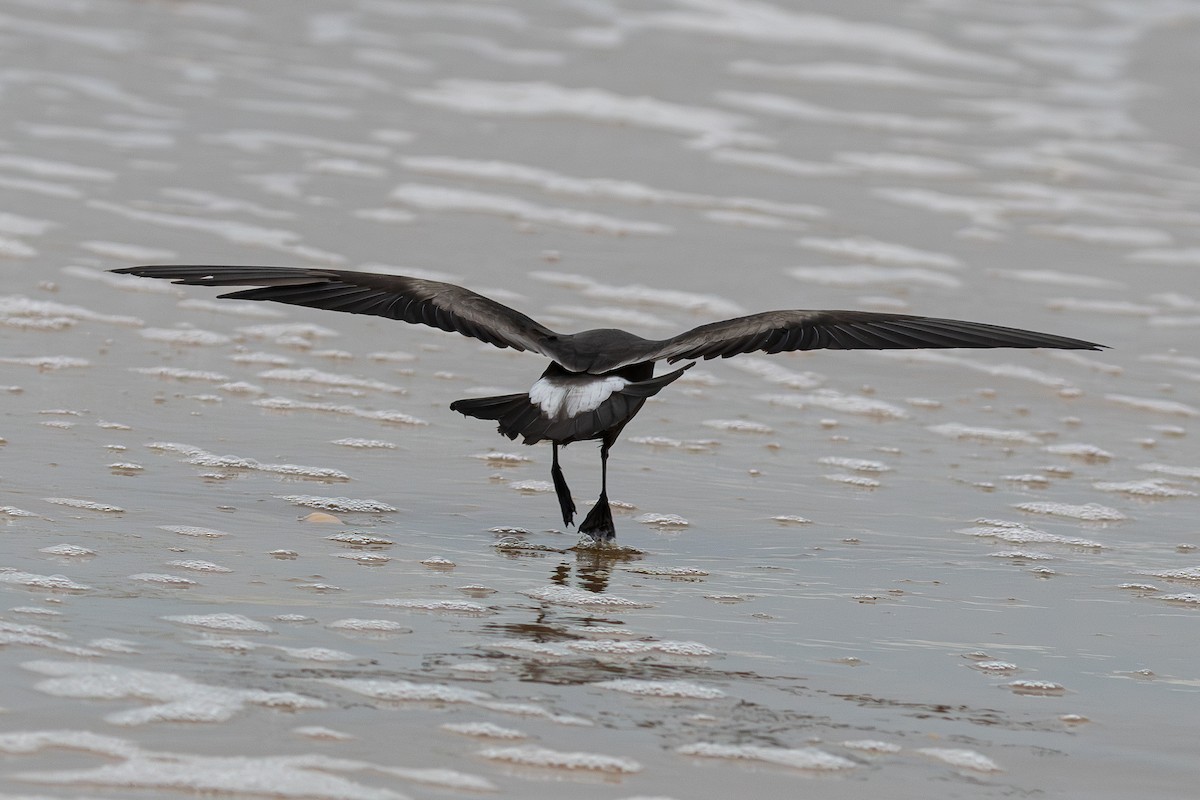 Leach's Storm-Petrel - ML645265549