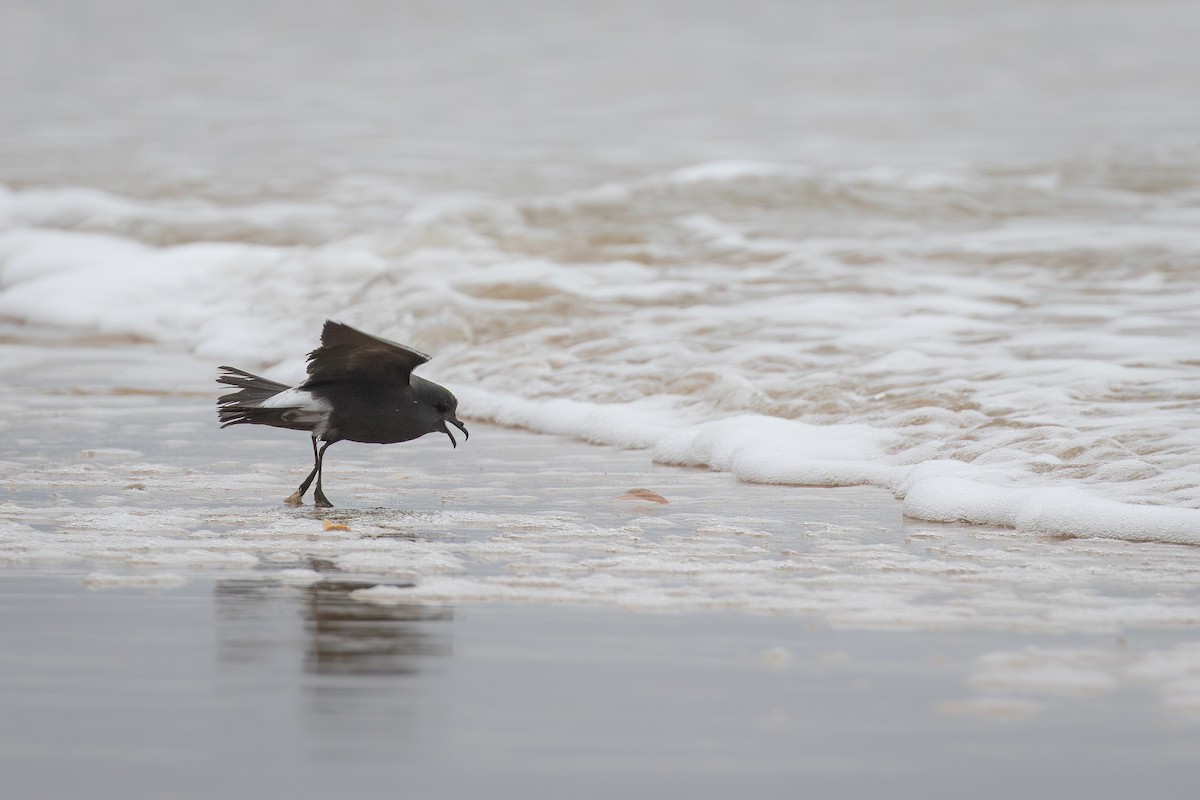Leach's Storm-Petrel - ML645265550