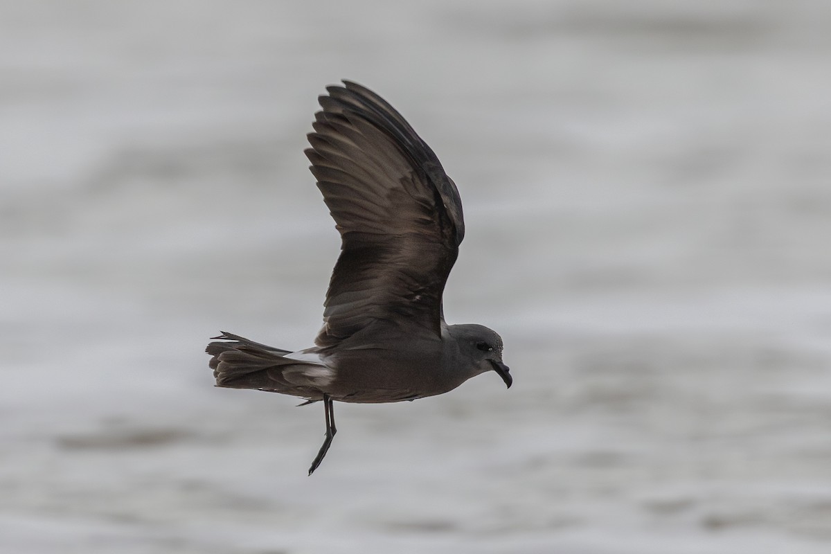 Leach's Storm-Petrel - ML645265551