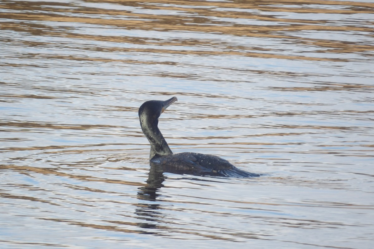 kormorán velký - ML645265552