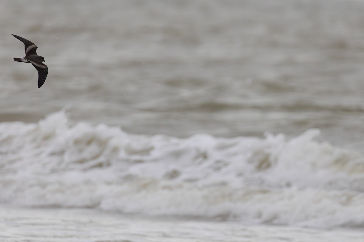 Leach's Storm-Petrel - ML645265555