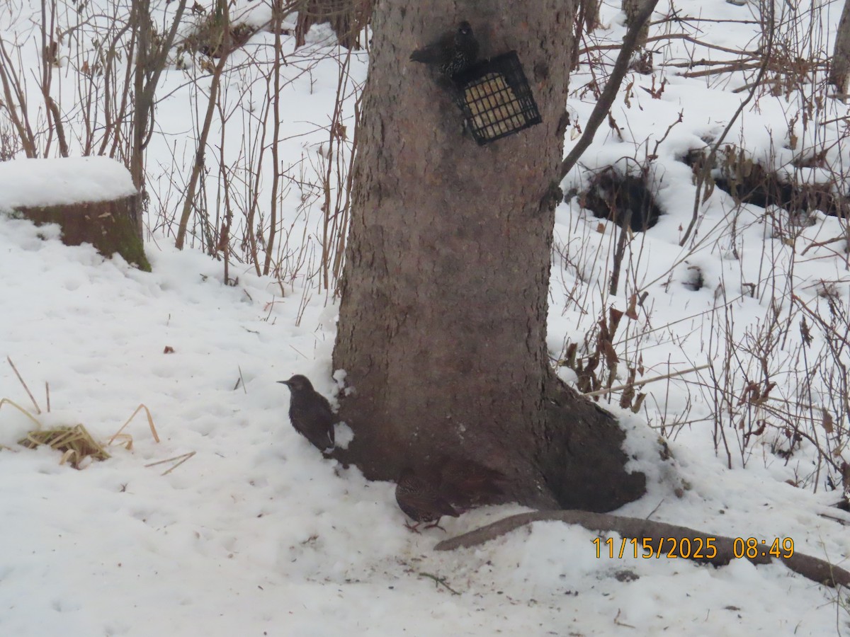 Шпак звичайний - ML645265557