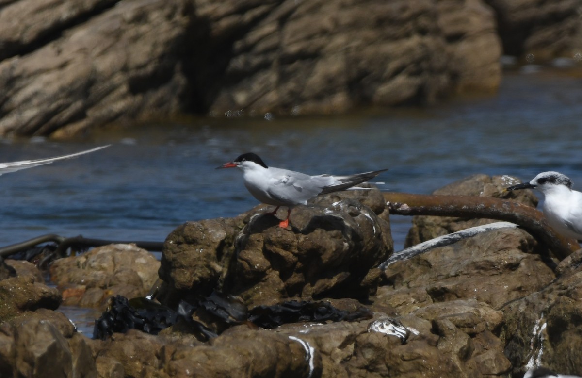 Common Tern - ML645265560
