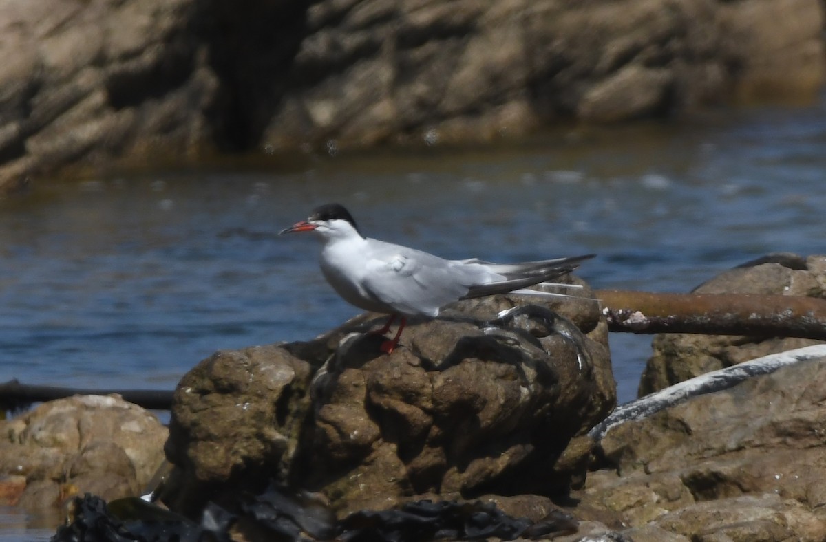 Common Tern - ML645265563