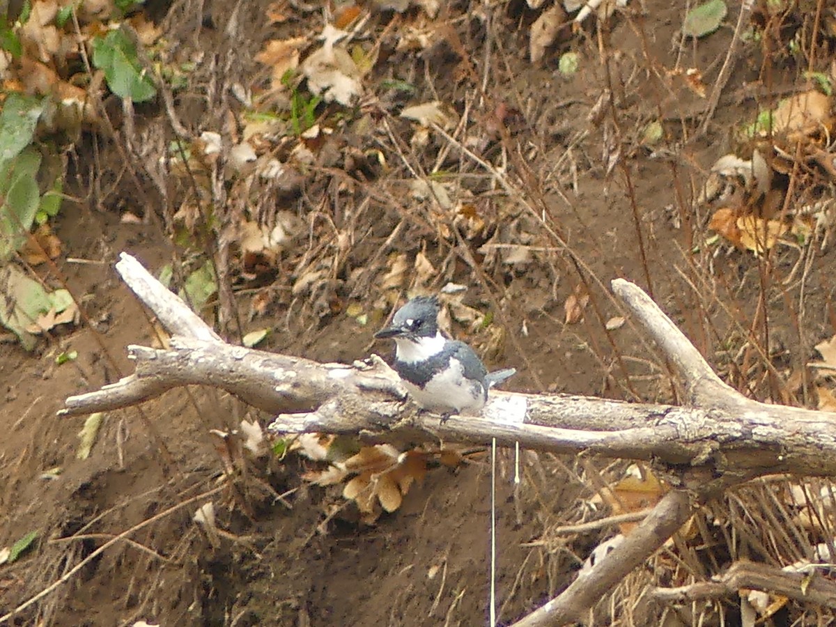 Martin handi iparramerikarra - ML645265565