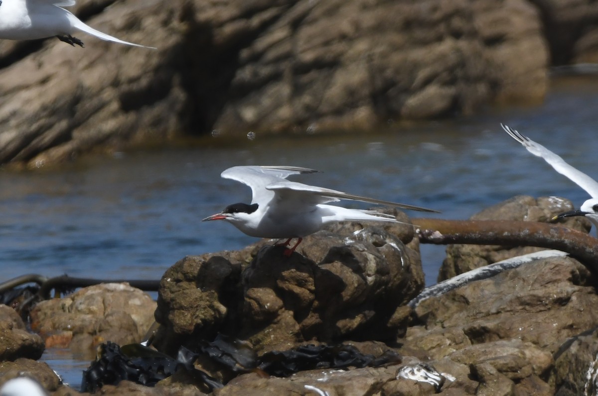 Common Tern - ML645265567