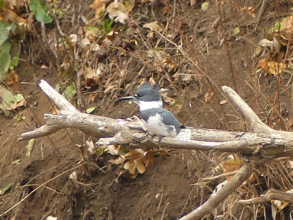 Martin handi iparramerikarra - ML645265568