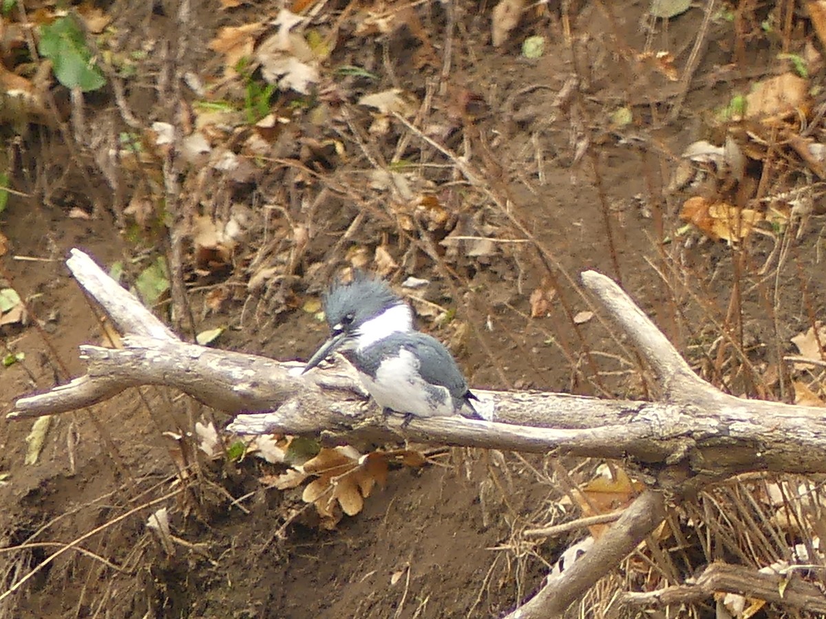 Martin handi iparramerikarra - ML645265570