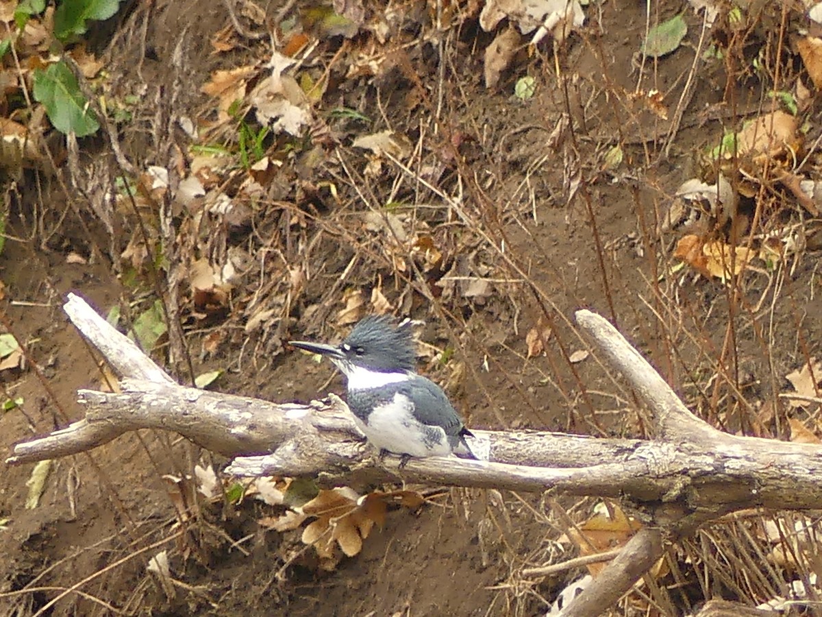 Martin handi iparramerikarra - ML645265571