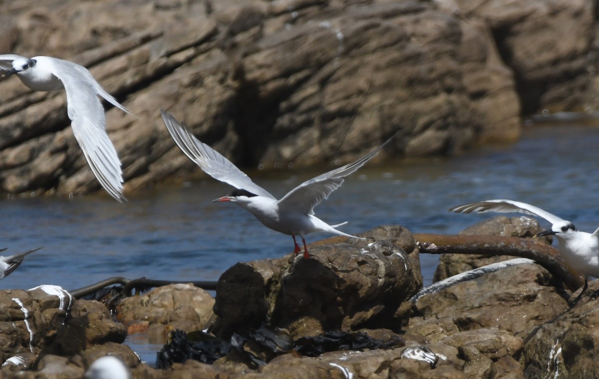 Common Tern - ML645265572
