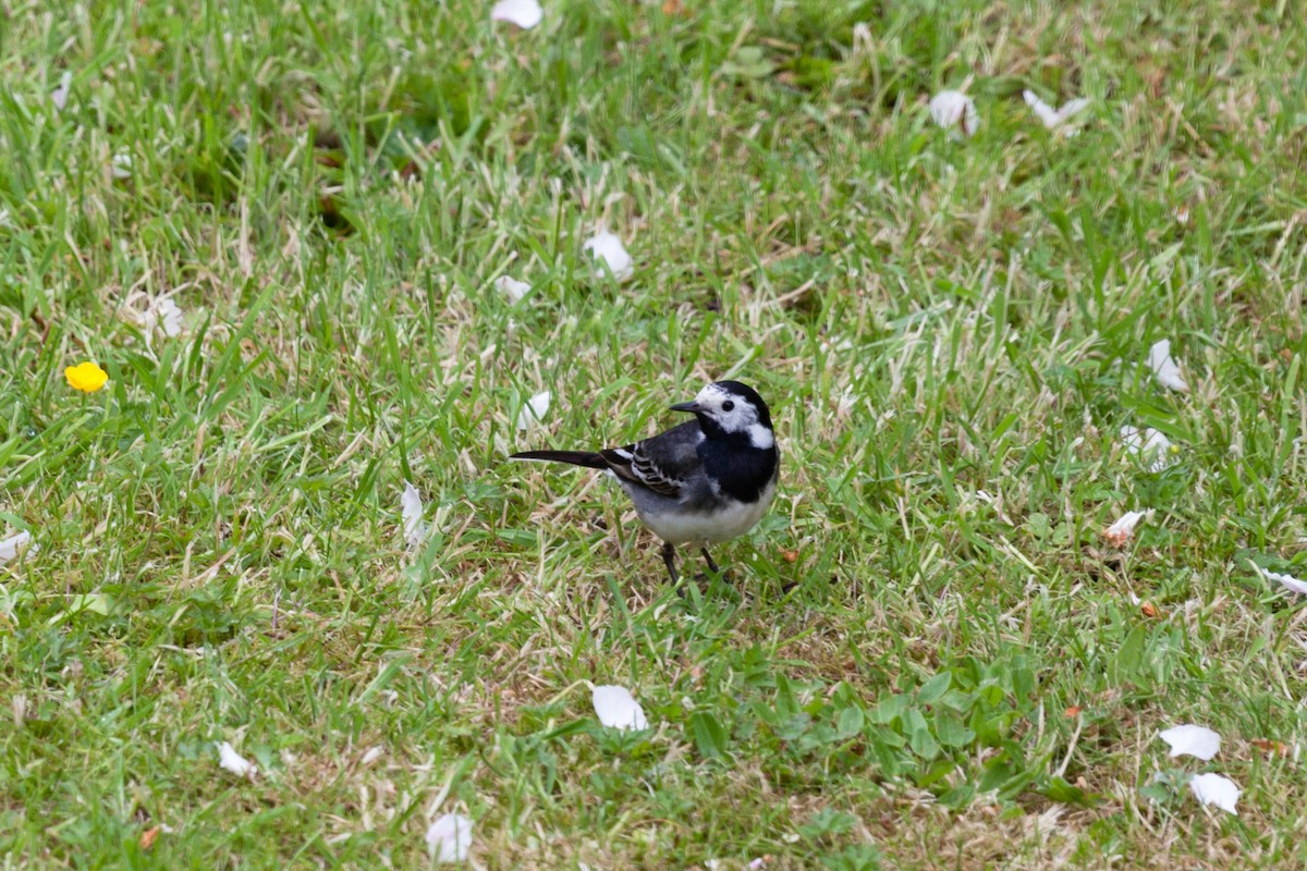 konipas bílý (ssp. yarrellii) - ML645265573