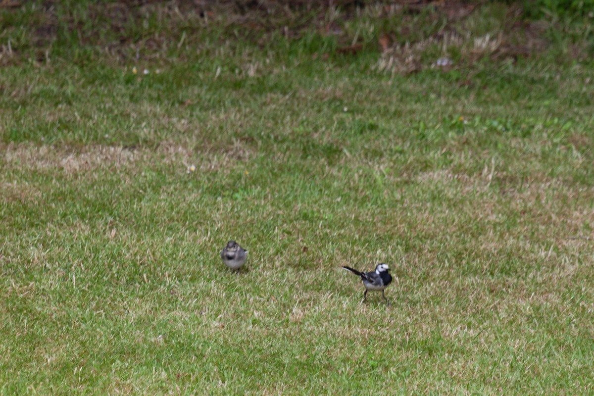 konipas bílý (ssp. yarrellii) - ML645265574