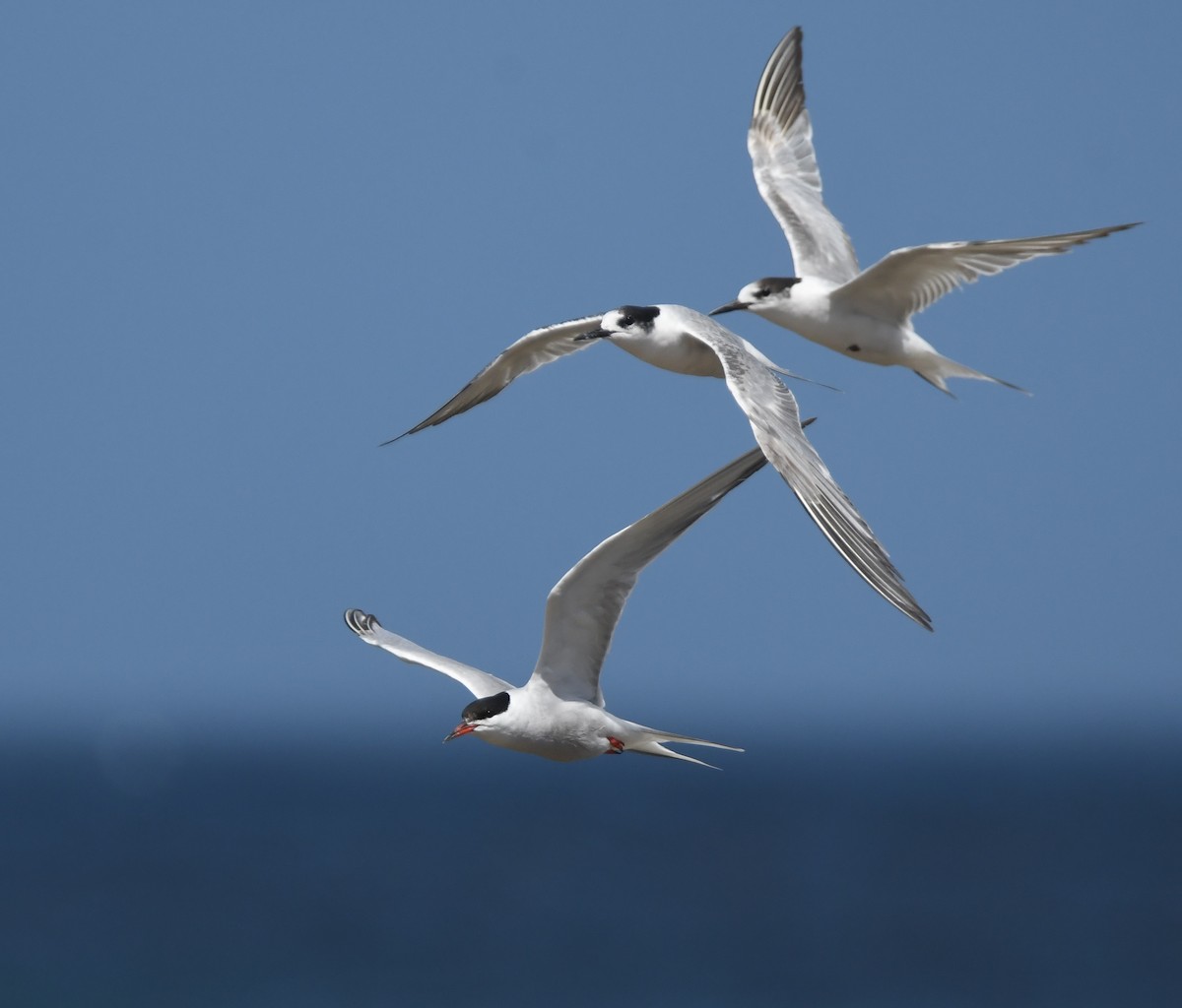 Common Tern - ML645265576