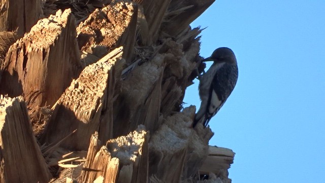 Гіла червоноголова - ML645265583