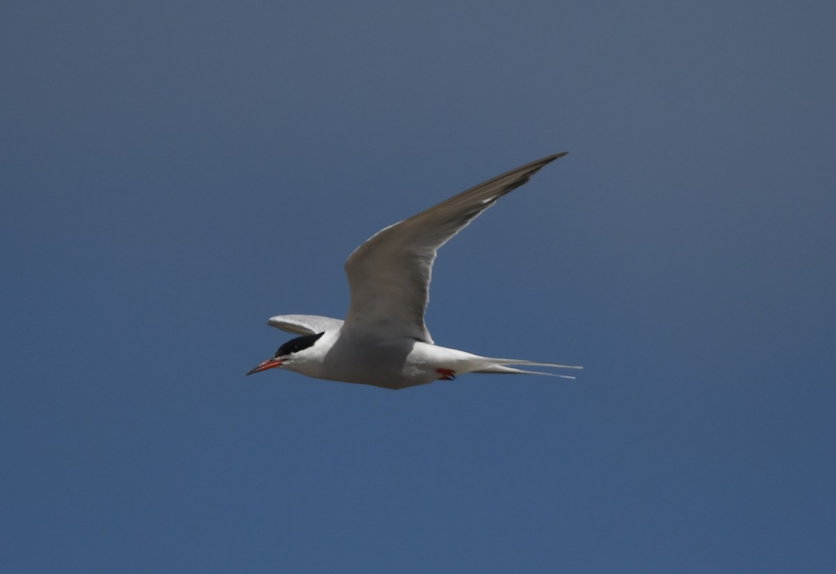 Common Tern - ML645265584