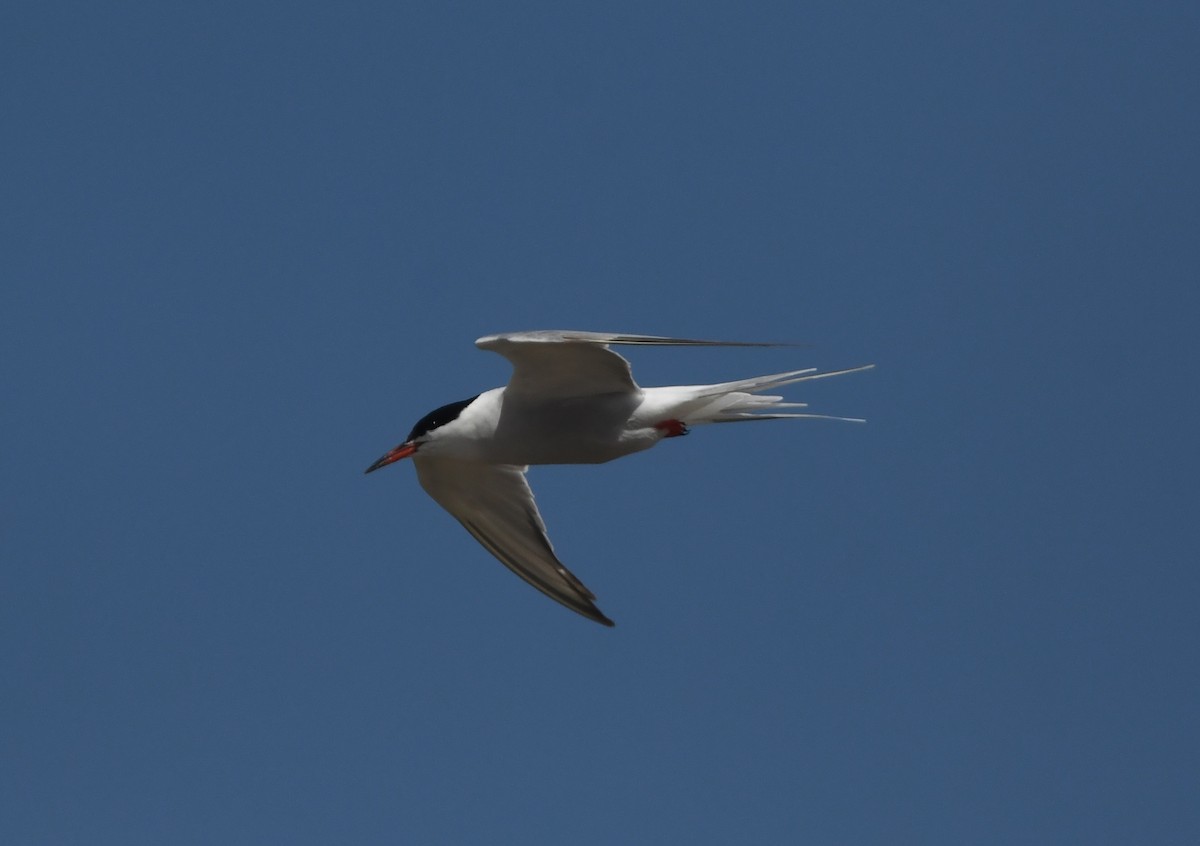 Common Tern - ML645265585