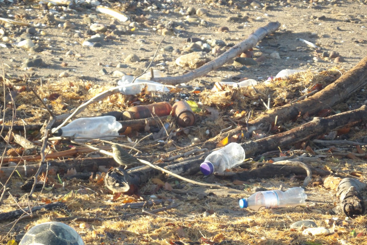 Rock Pipit - ML645265589