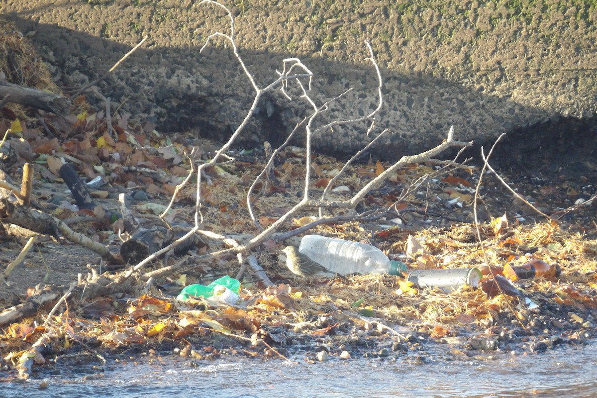 Rock Pipit - ML645265590