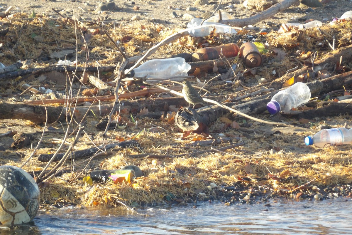 Rock Pipit - ML645265591