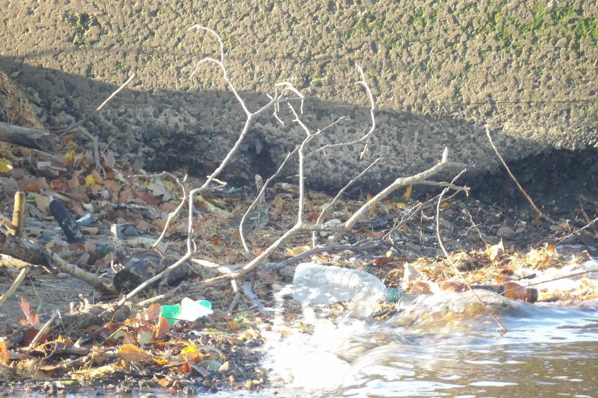 Rock Pipit - ML645265592