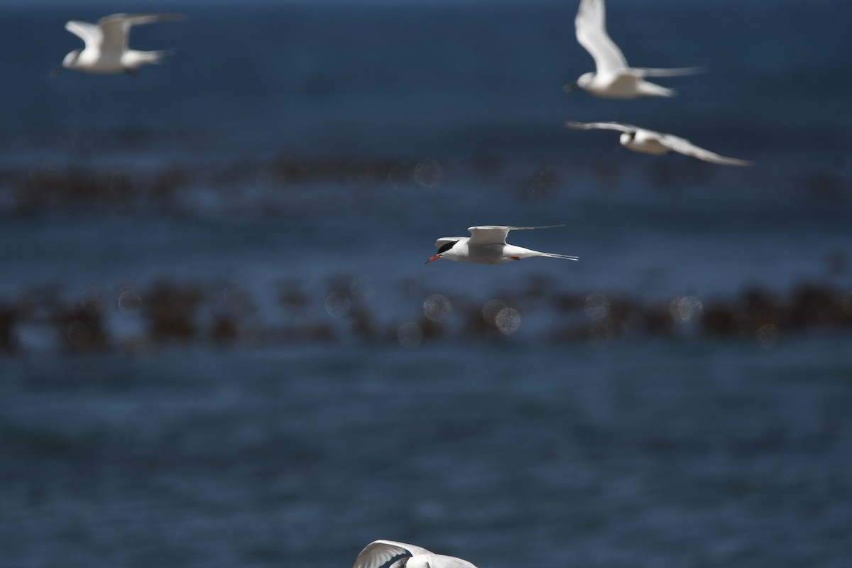 Common Tern - ML645265593