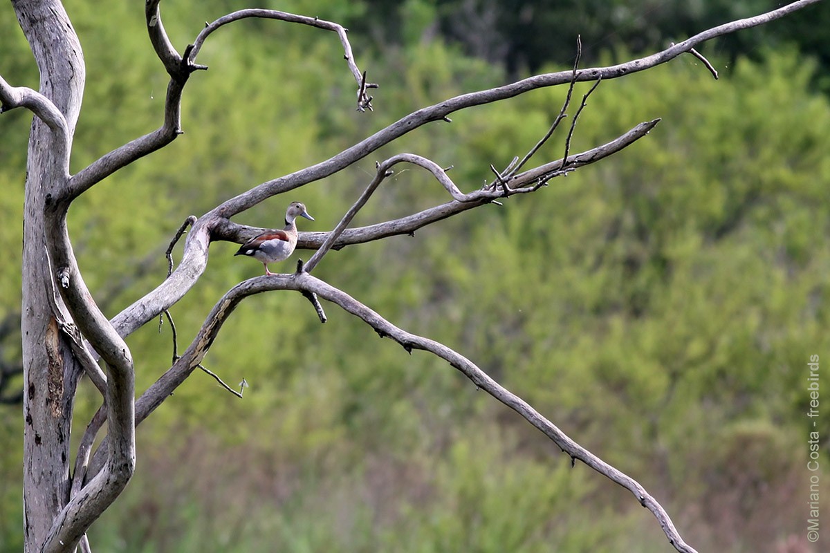 Ringed Teal - ML645265605