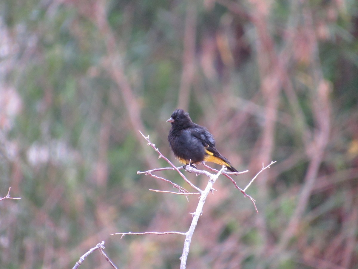 Schwarzzeisig - ML645265606