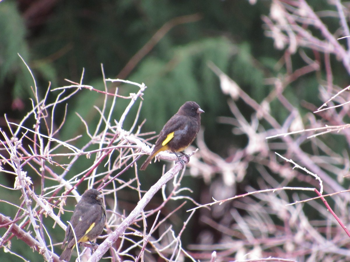 Schwarzzeisig - ML645265607