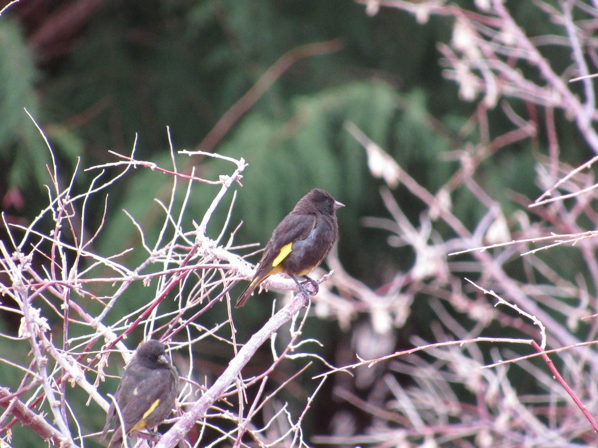 Schwarzzeisig - ML645265608