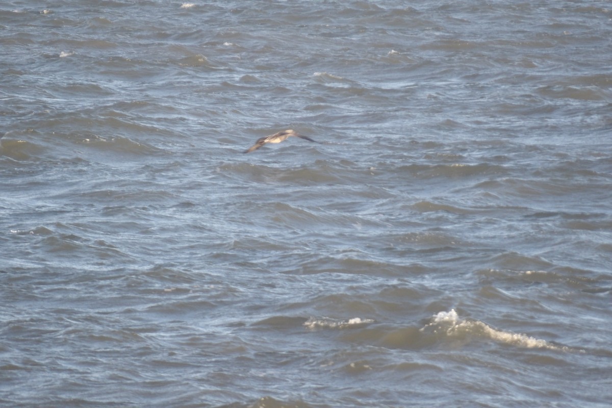 Northern Gannet - ML645265611