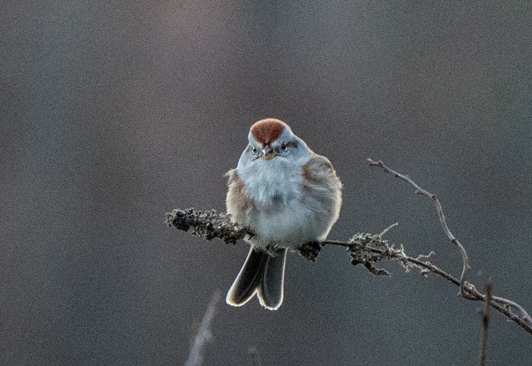 Пасовник північний - ML645265639