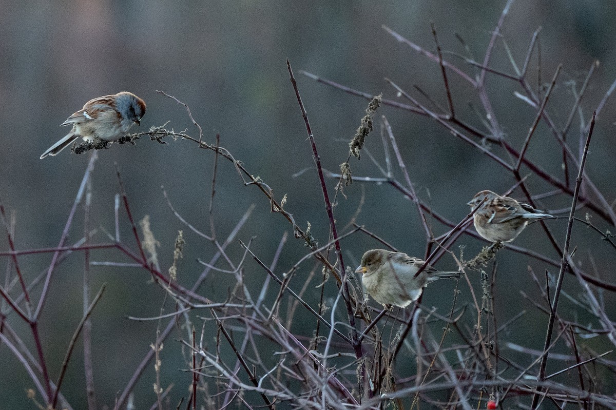 Пасовник північний - ML645265640