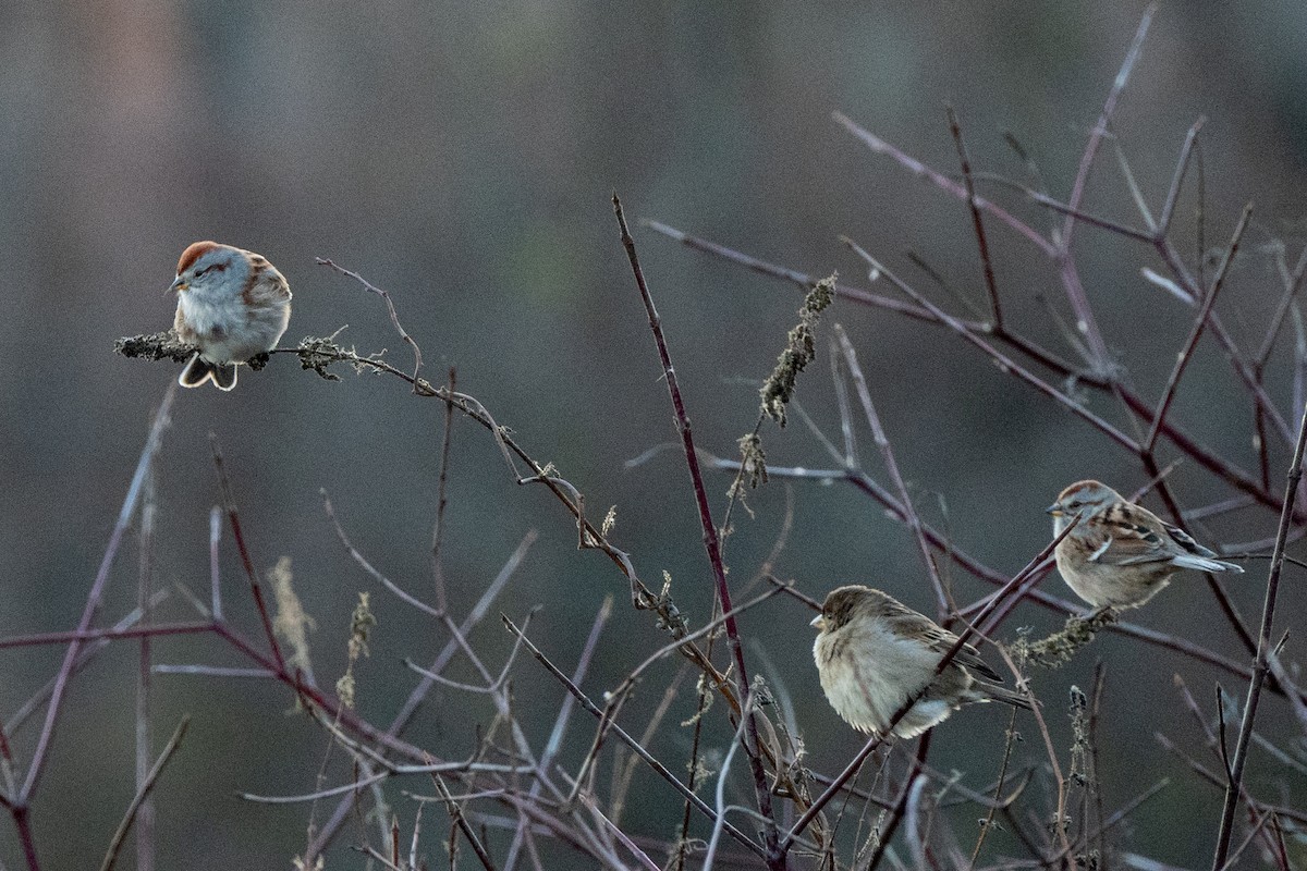 Пасовник північний - ML645265641